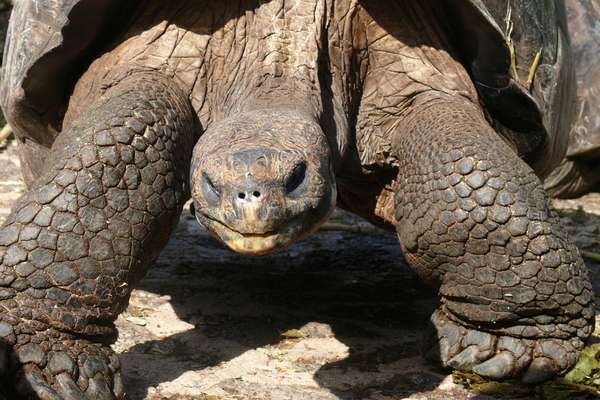 Black Turtle Cove, Galapagosinseln, Ecuador