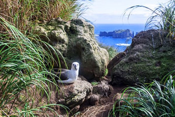 Nightingale Island, Tristan da Cunha