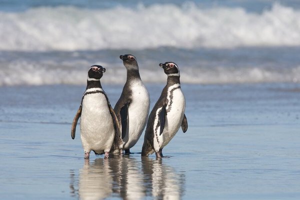 Stanley, Falkland Islands (wetterabhängig)