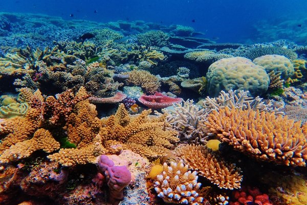 Ribbon Reefs, Australien (Panoramafahrt)