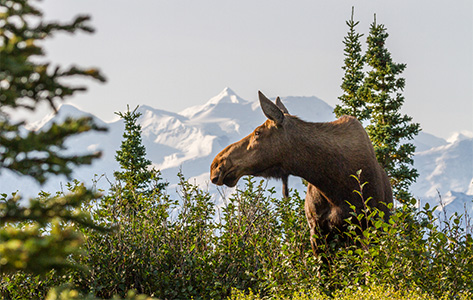 Alaska