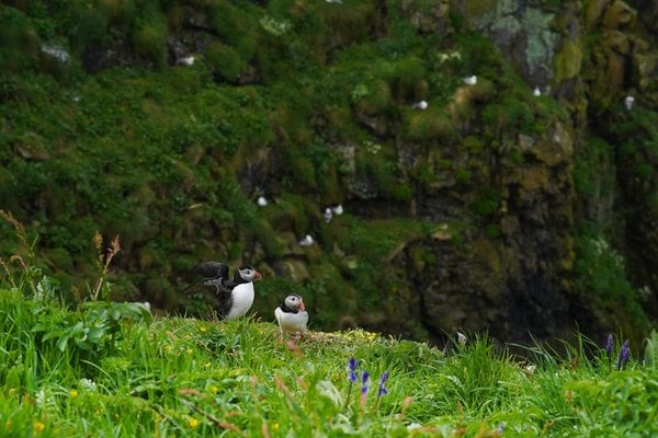 Lunga, Schottland