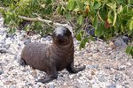 Las Tintoreras Islet, Galapagos Islands, Ecador