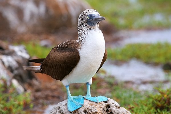 Cormorant Point (Florena), Galapagos Islands